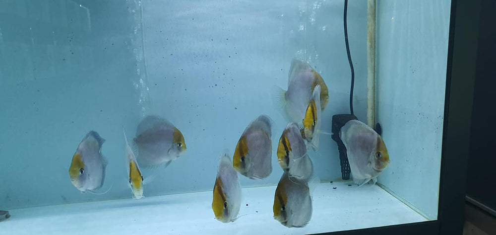 Ghost Discus | Symphysodon aequifasciatus - Betta USA Aquatic