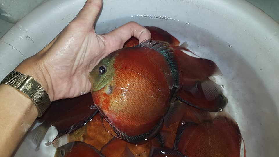 Red Cover Discus | Symphysodon aequifasciatus - Betta USA Aquatic