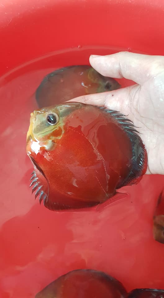 Red Cover Discus | Symphysodon aequifasciatus - Betta USA Aquatic