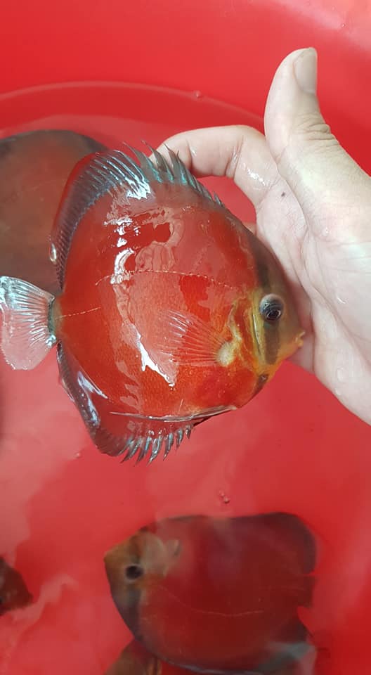 Red Cover Discus | Symphysodon aequifasciatus - Betta USA Aquatic