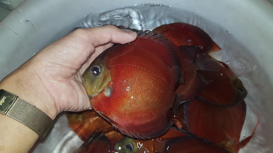 Red Cover Discus | Symphysodon aequifasciatus - Betta USA Aquatic