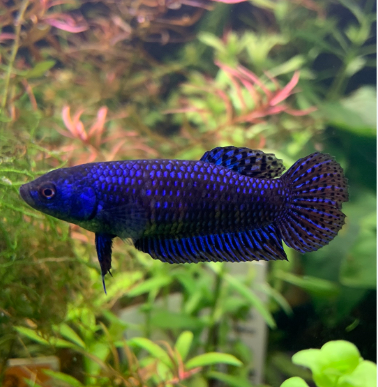 Alien Blue Female Betta
