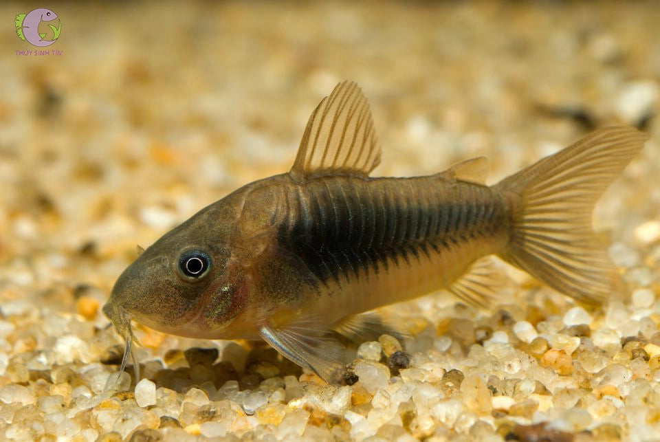 Bronze Cory Catfish | Corydoras aeneus - Tank Bred - Betta USA Aquatic