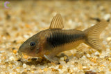 Bronze Cory Catfish | Corydoras aeneus - Tank Bred - Betta USA Aquatic