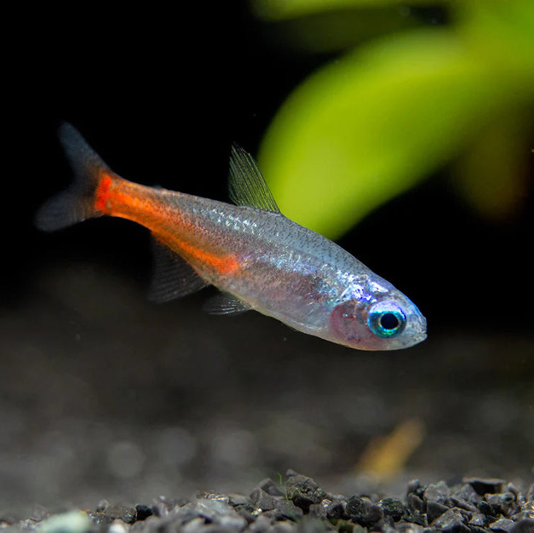Blue Diamond AKA Diamond Head Neon Tetra  | Paracheirodon innesi