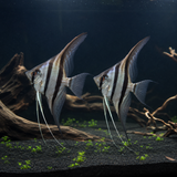 Peruvian Altum Angelfish (Pterophyllum scalare)