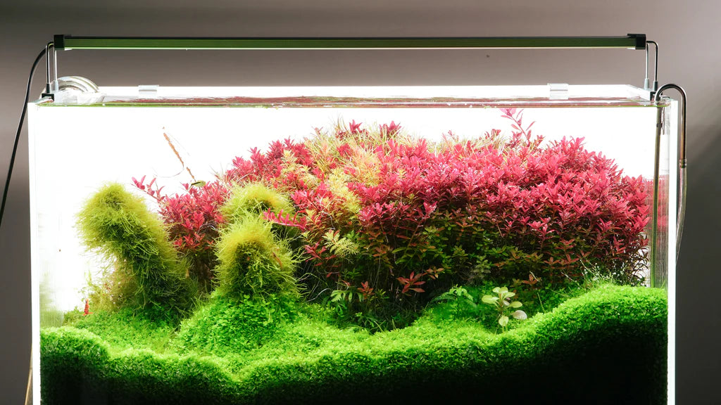 Chihiros B Series LED Light