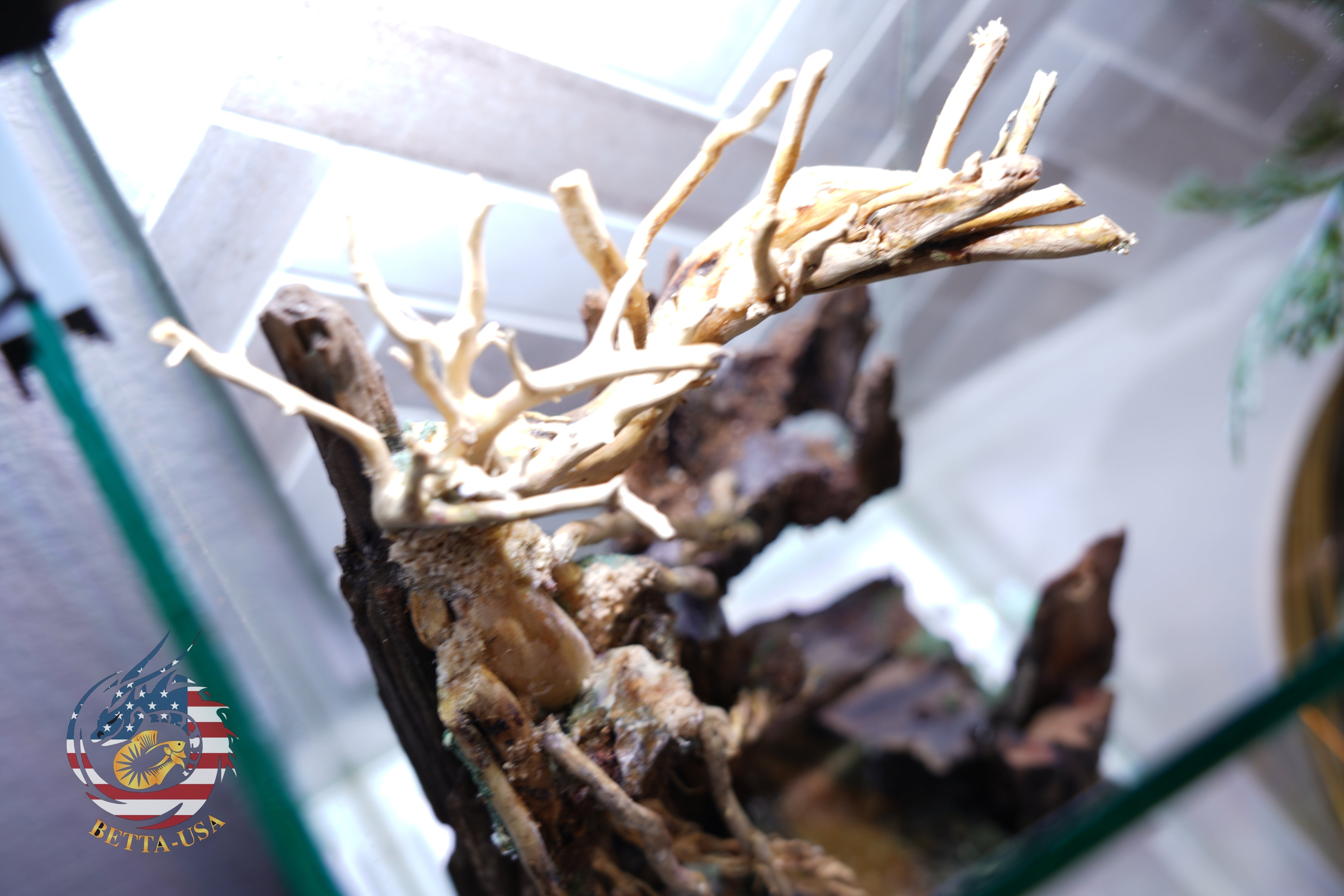 [SCAPE-04] Bonsai Aquarium Decor with Driftwood - 3.1  Gallons