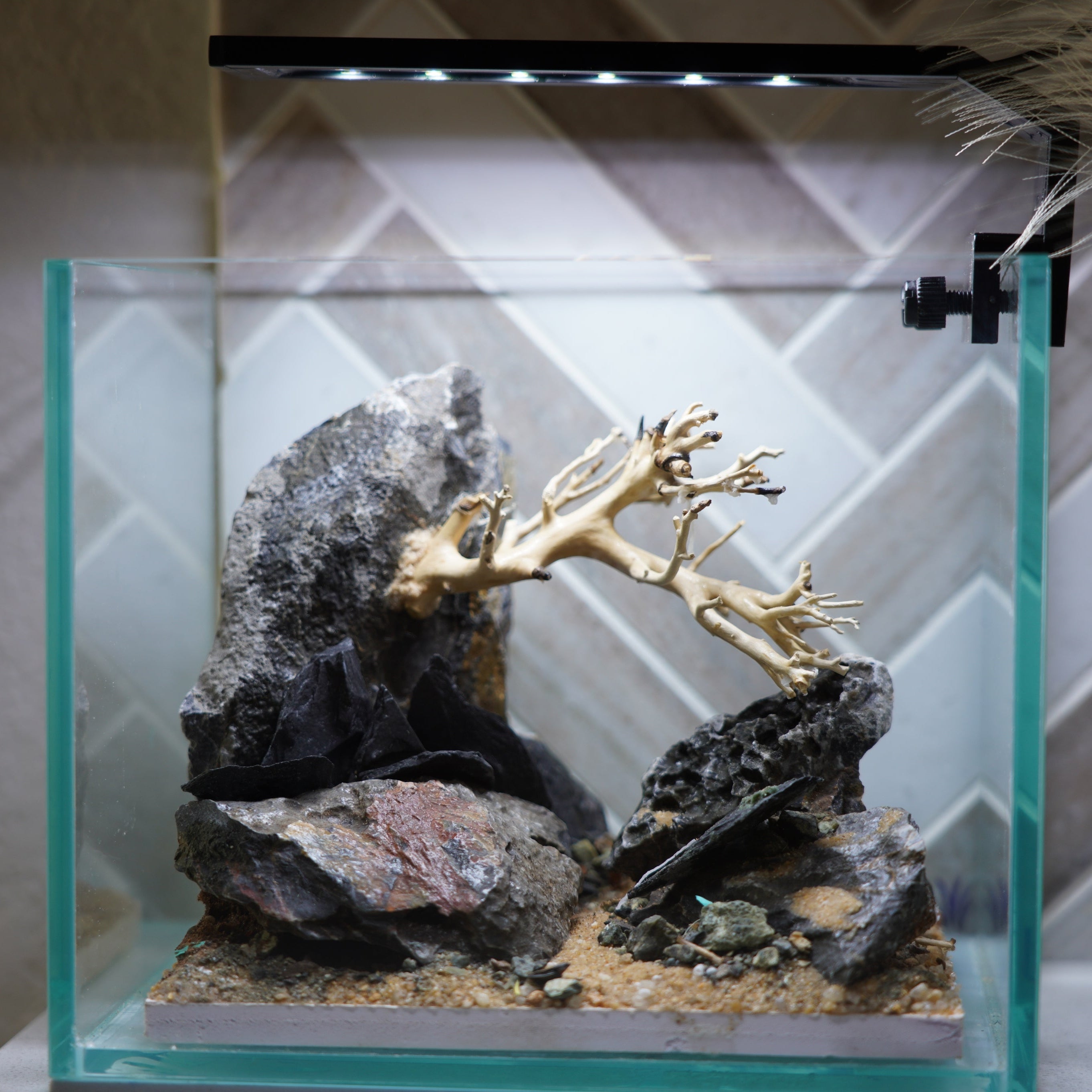 [SCAPE-11] Bonsai on Rock Aquascape Aquarium  – 1 Gallon