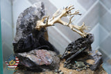 [SCAPE-11] Bonsai on Rock Aquascape Aquarium  – 1 Gallon