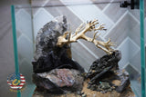 [SCAPE-11] Bonsai on Rock Aquascape Aquarium  – 1 Gallon