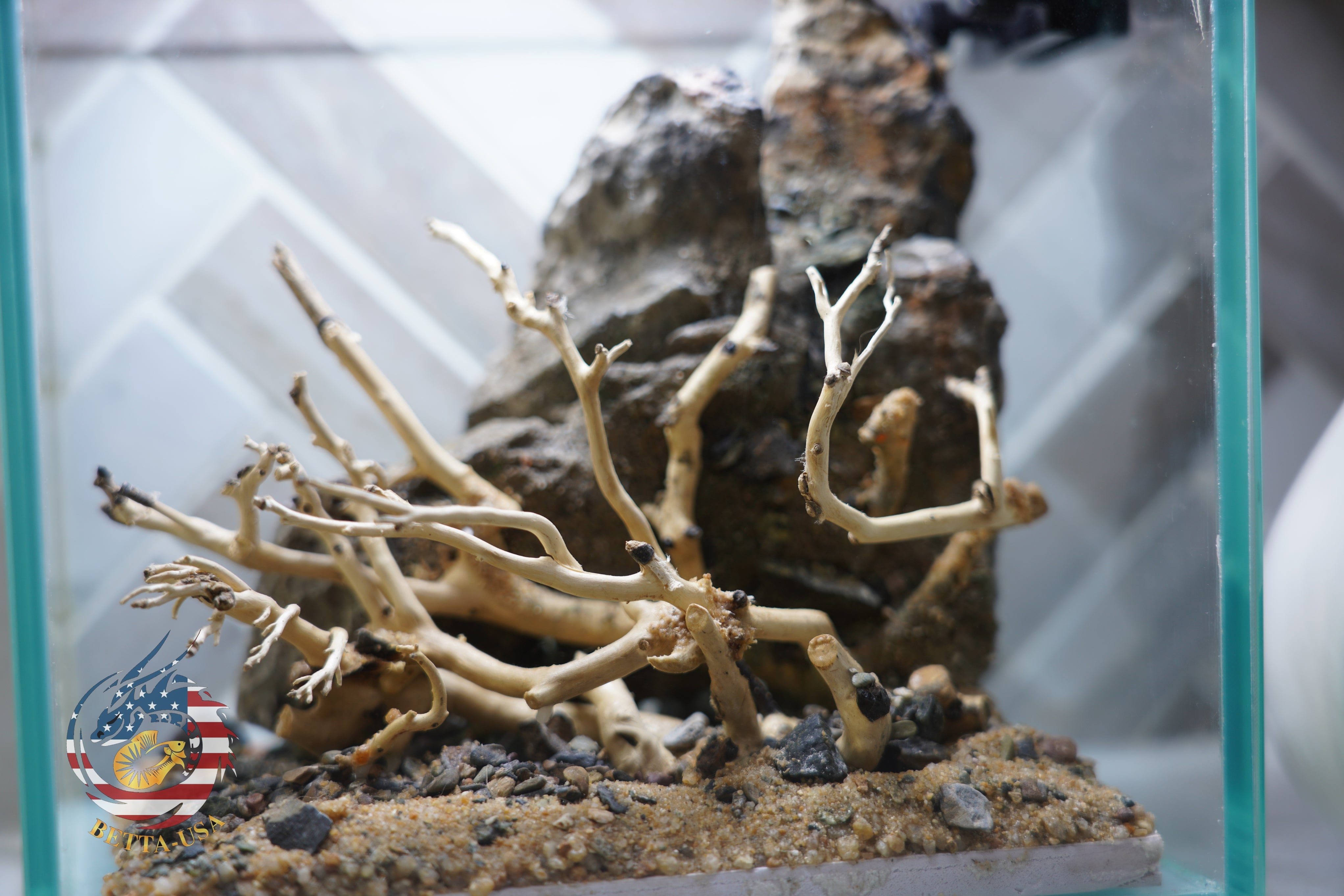 [SCAPE-12] Bonsai on Rock Aquascape Aquarium  – 1 Gallon