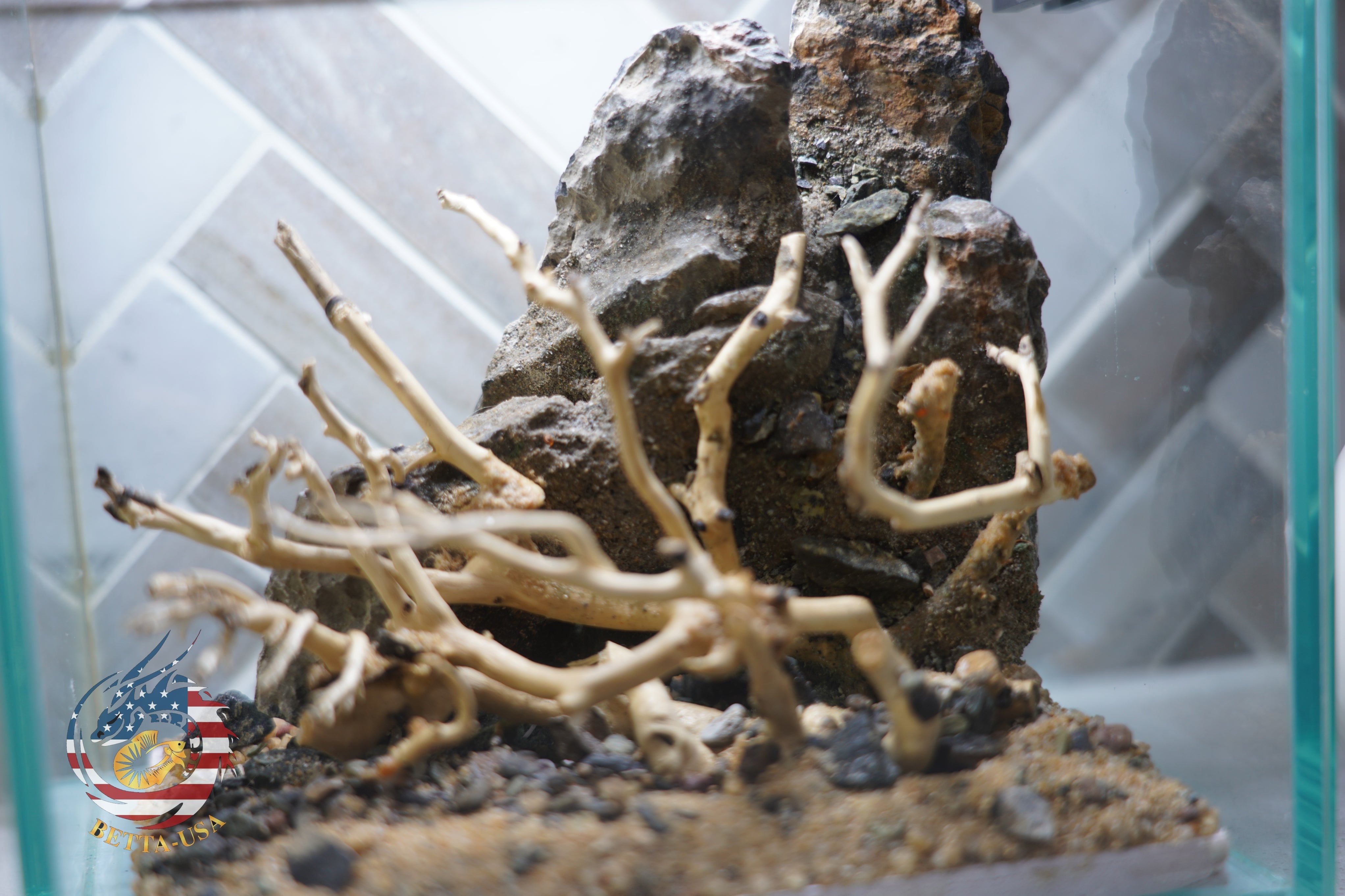 [SCAPE-12] Bonsai on Rock Aquascape Aquarium  – 1 Gallon