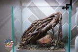 [SCAPE-13] Driftwood Root Aquascape on River Rock – 1 Gallon