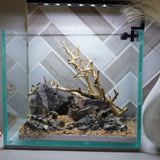 [SCAPE-17] Bonsai on Rock Aquascape Aquarium  – 1 Gallon