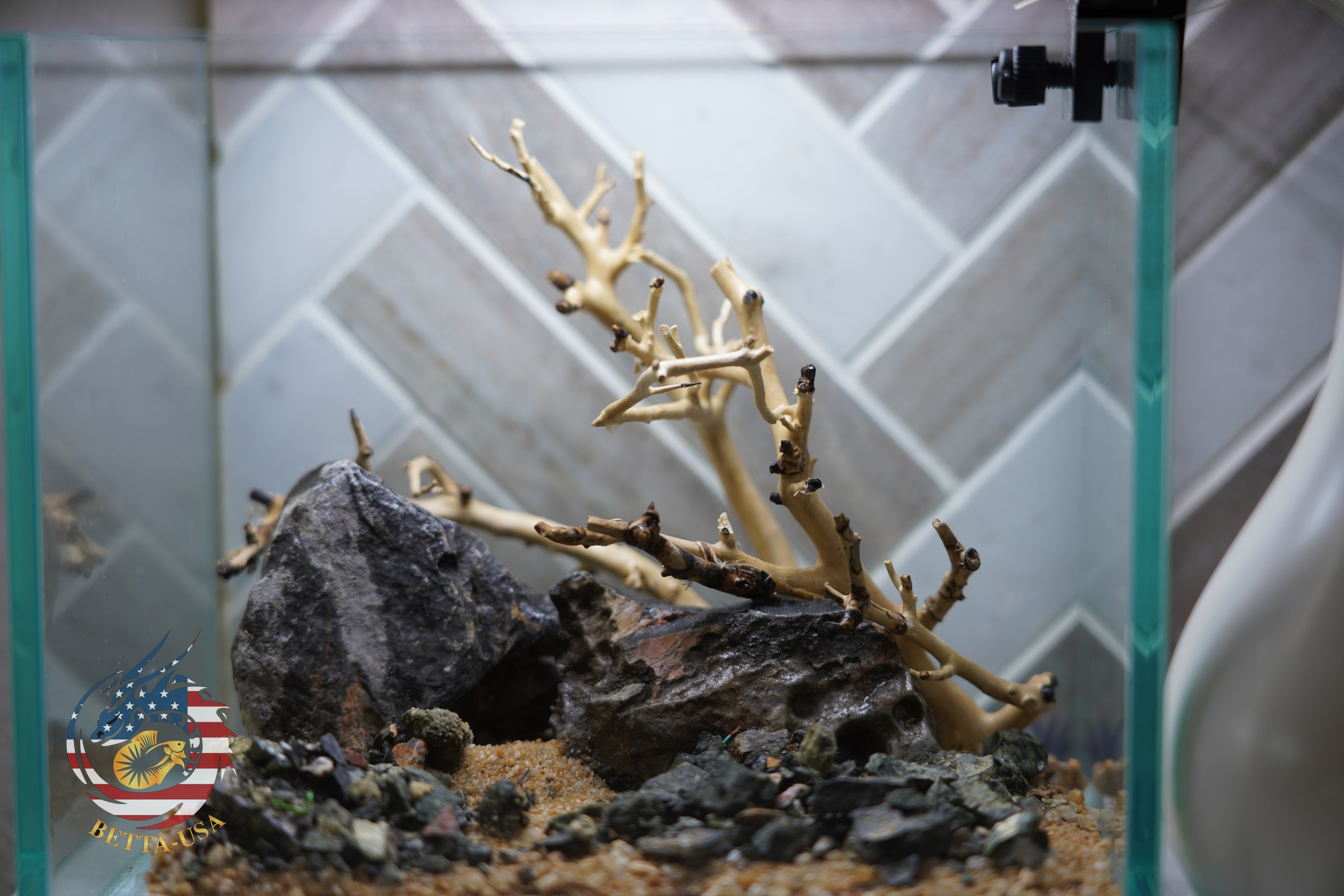 [SCAPE-17] Bonsai on Rock Aquascape Aquarium  – 1 Gallon