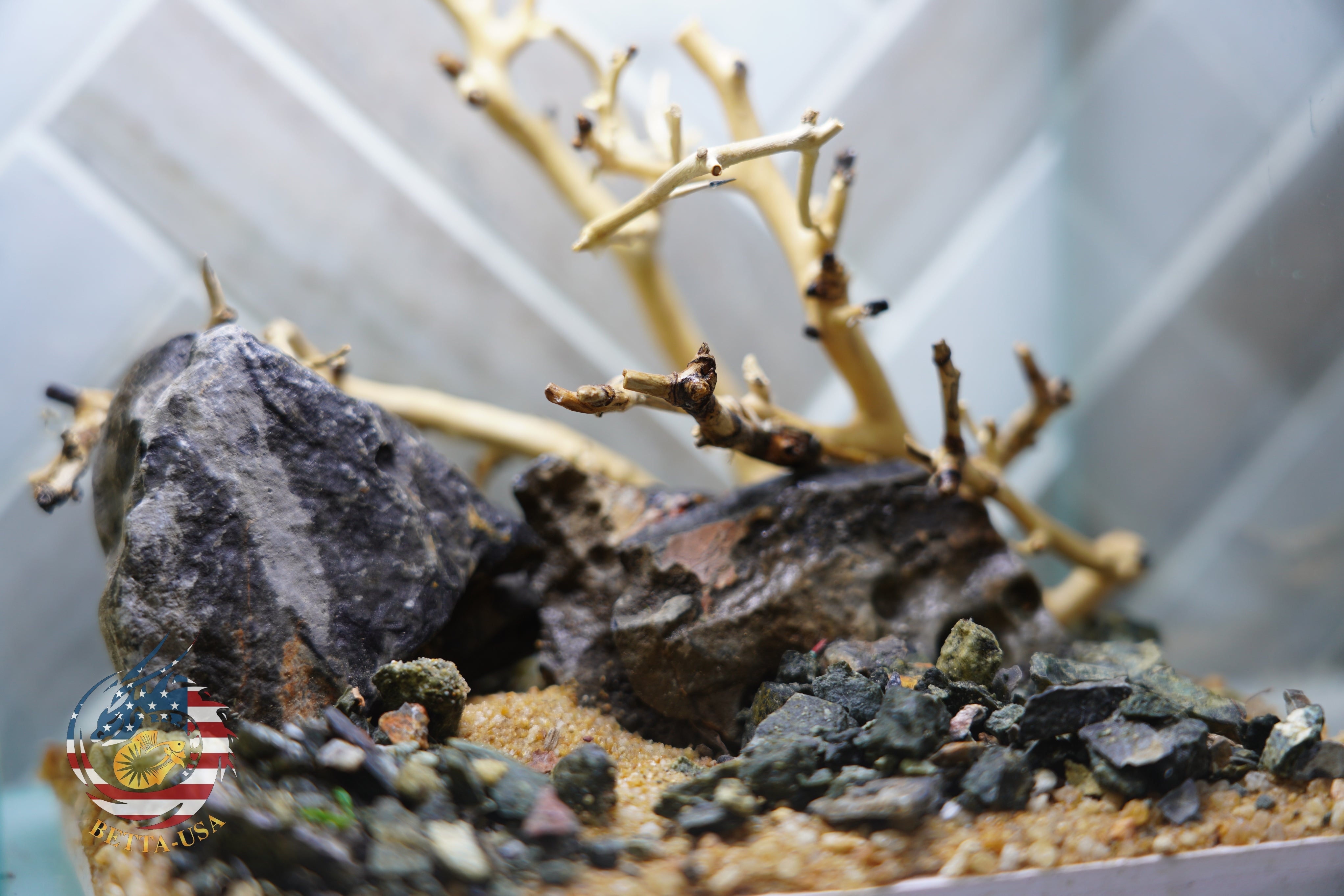 [SCAPE-17] Bonsai on Rock Aquascape Aquarium  – 1 Gallon