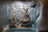 [SCAPE-18] Bonsai on Rock Aquascape Aquarium  – 1 Gallon