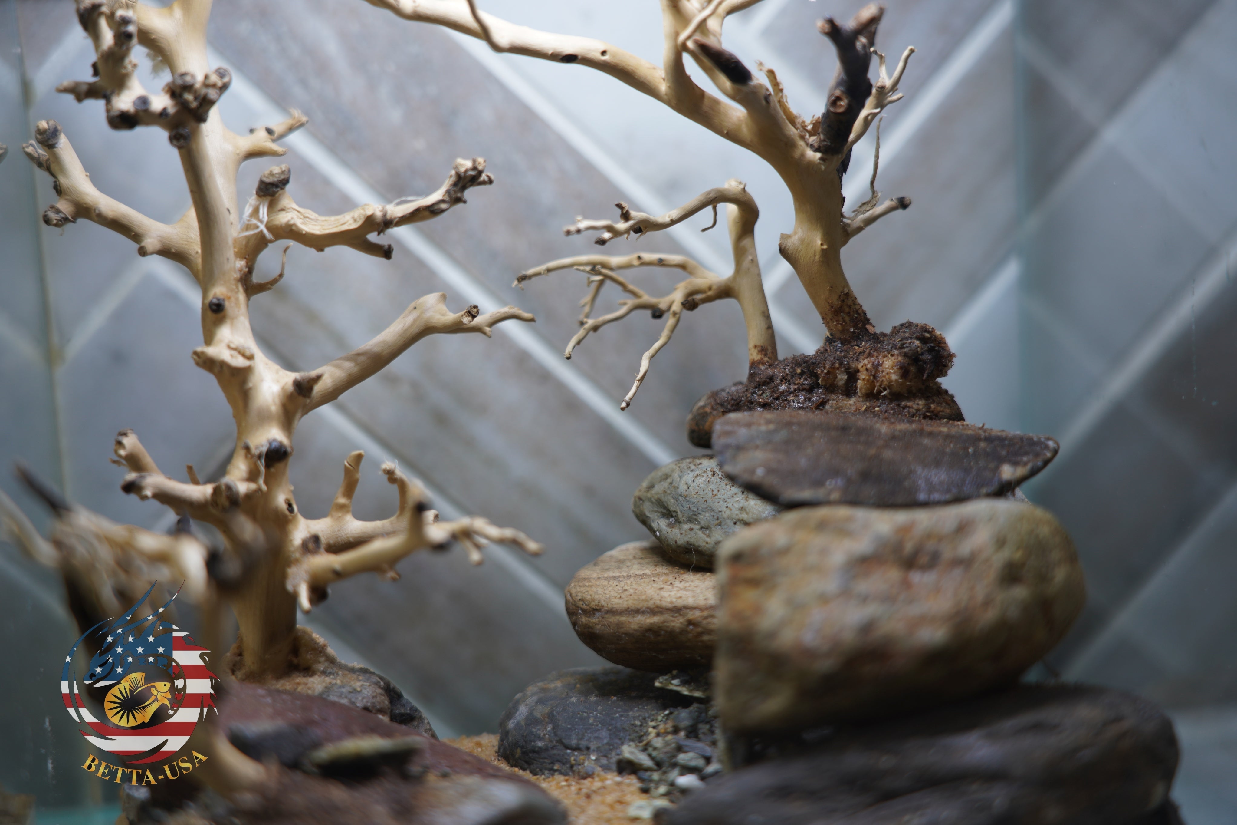 [SCAPE-18] Bonsai on Rock Aquascape Aquarium  – 1 Gallon