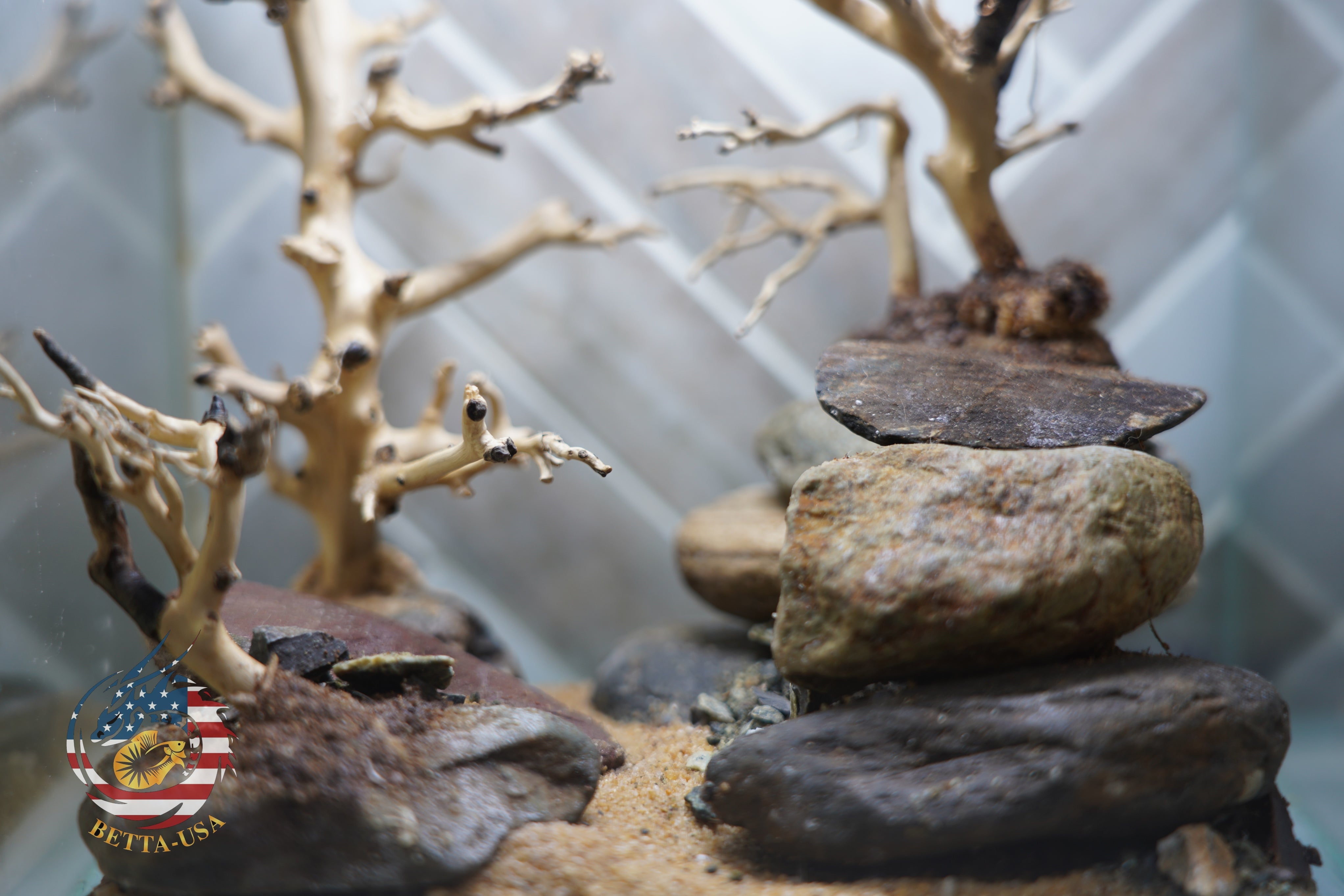 [SCAPE-18] Bonsai on Rock Aquascape Aquarium  – 1 Gallon