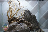 [SCAPE-20] Bonsai on Rock Aquascape Aquarium  – 1 Gallon
