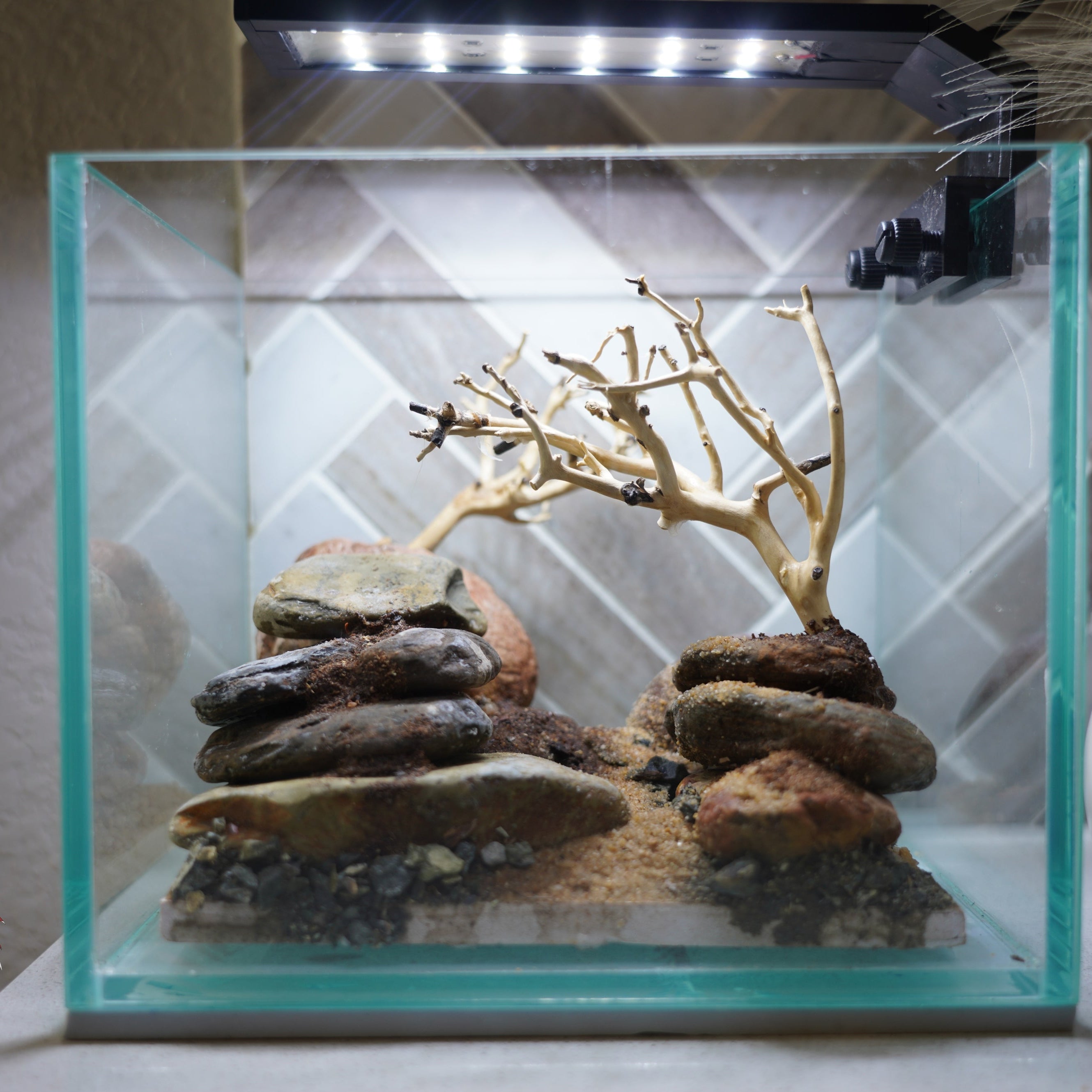 [SCAPE-21] Bonsai on Rock Aquascape Aquarium  – 1 Gallon