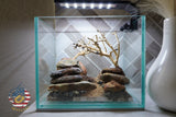[SCAPE-21] Bonsai on Rock Aquascape Aquarium  – 1 Gallon