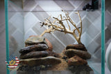 [SCAPE-21] Bonsai on Rock Aquascape Aquarium  – 1 Gallon