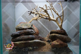 [SCAPE-21] Bonsai on Rock Aquascape Aquarium  – 1 Gallon