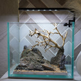 [SCAPE-22] Bonsai on Rock Aquascape Aquarium  – 1 Gallon