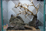 [SCAPE-22] Bonsai on Rock Aquascape Aquarium  – 1 Gallon