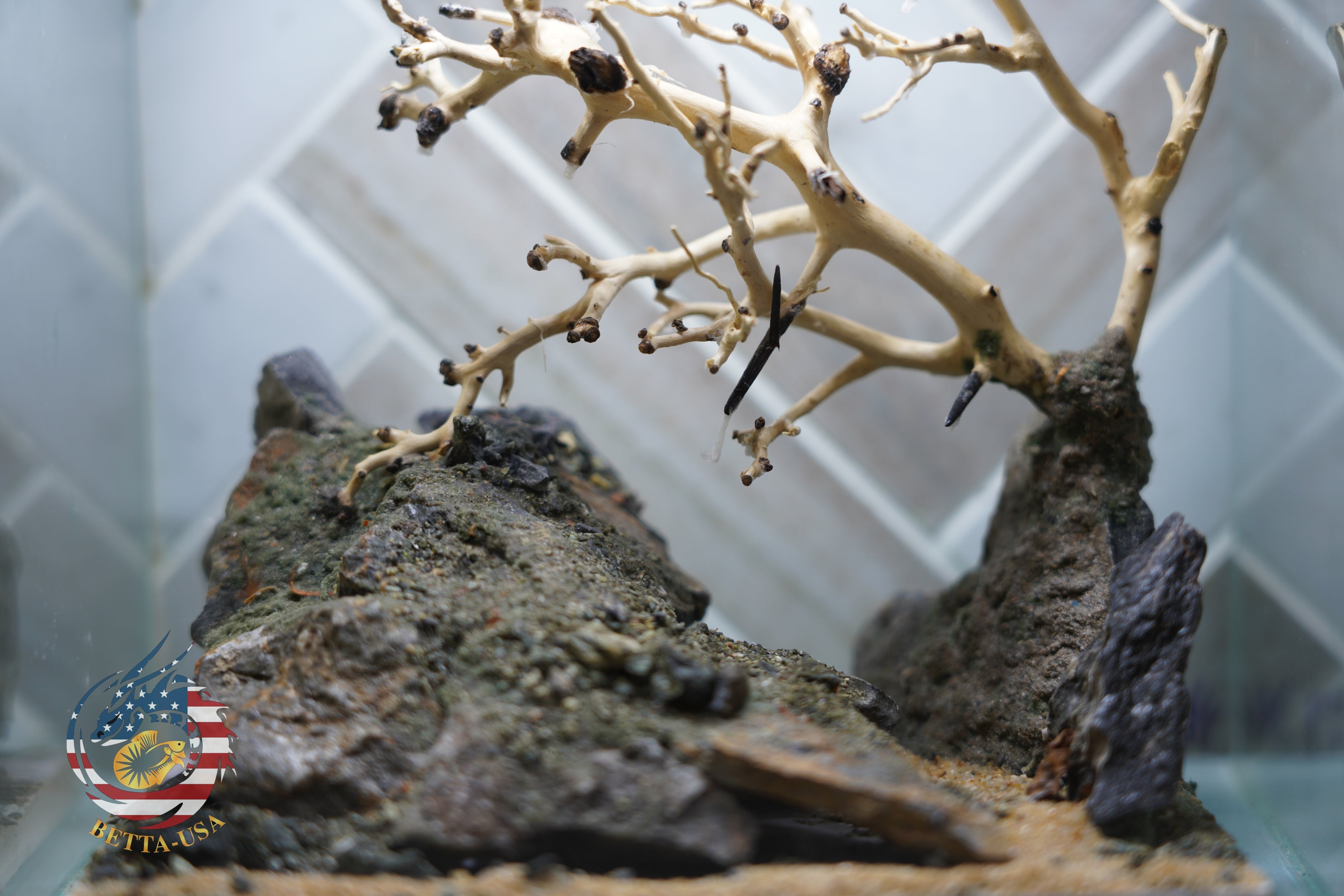 [SCAPE-22] Bonsai on Rock Aquascape Aquarium  – 1 Gallon