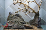 [SCAPE-22] Bonsai on Rock Aquascape Aquarium  – 1 Gallon
