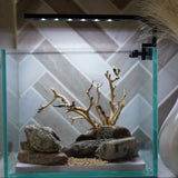 [SCAPE-23] Bonsai on Rock Aquascape Aquarium  – 1 Gallon