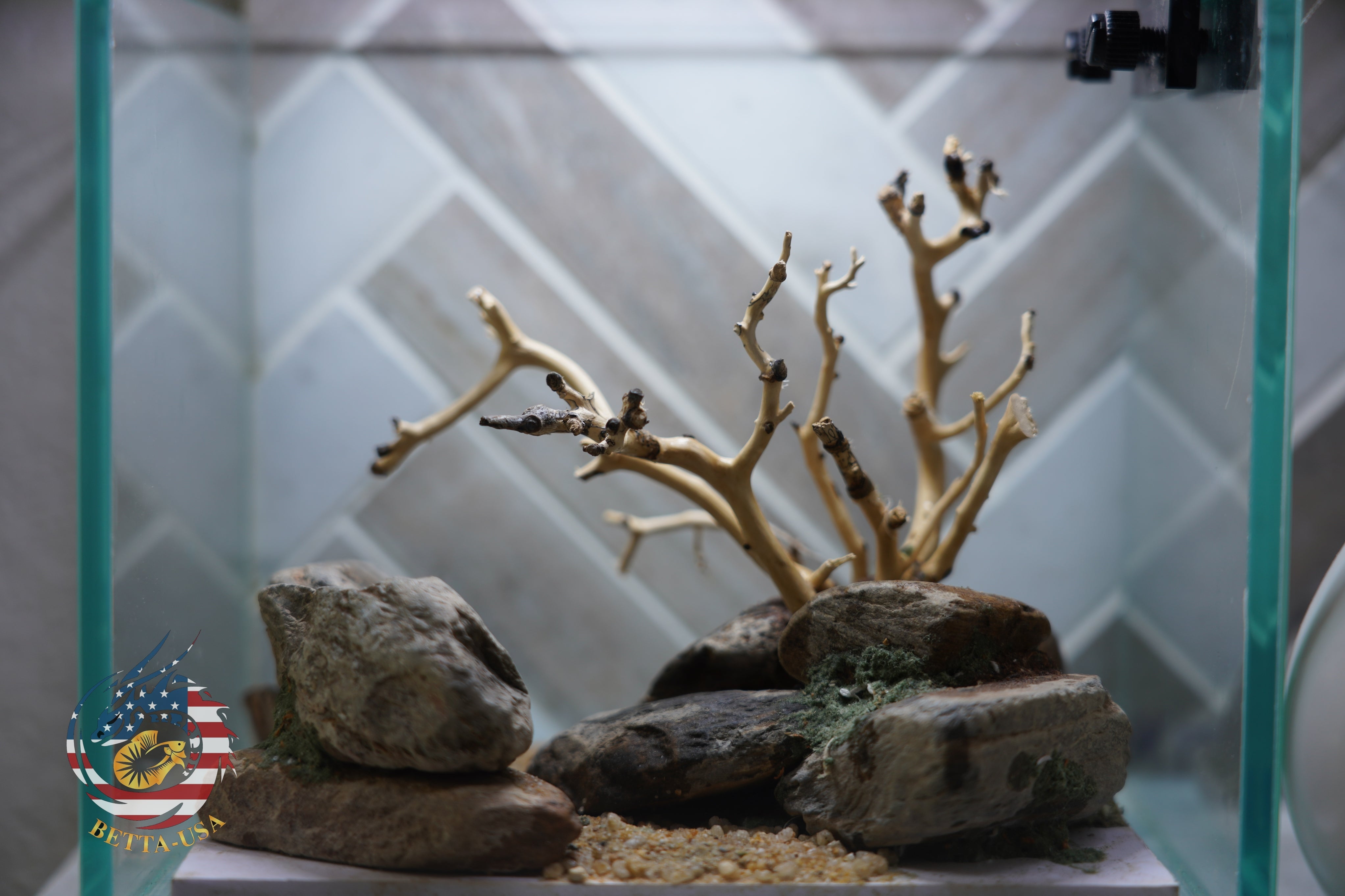 [SCAPE-23] Bonsai on Rock Aquascape Aquarium  – 1 Gallon