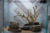 [SCAPE-23] Bonsai on Rock Aquascape Aquarium  – 1 Gallon