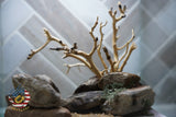 [SCAPE-23] Bonsai on Rock Aquascape Aquarium  – 1 Gallon