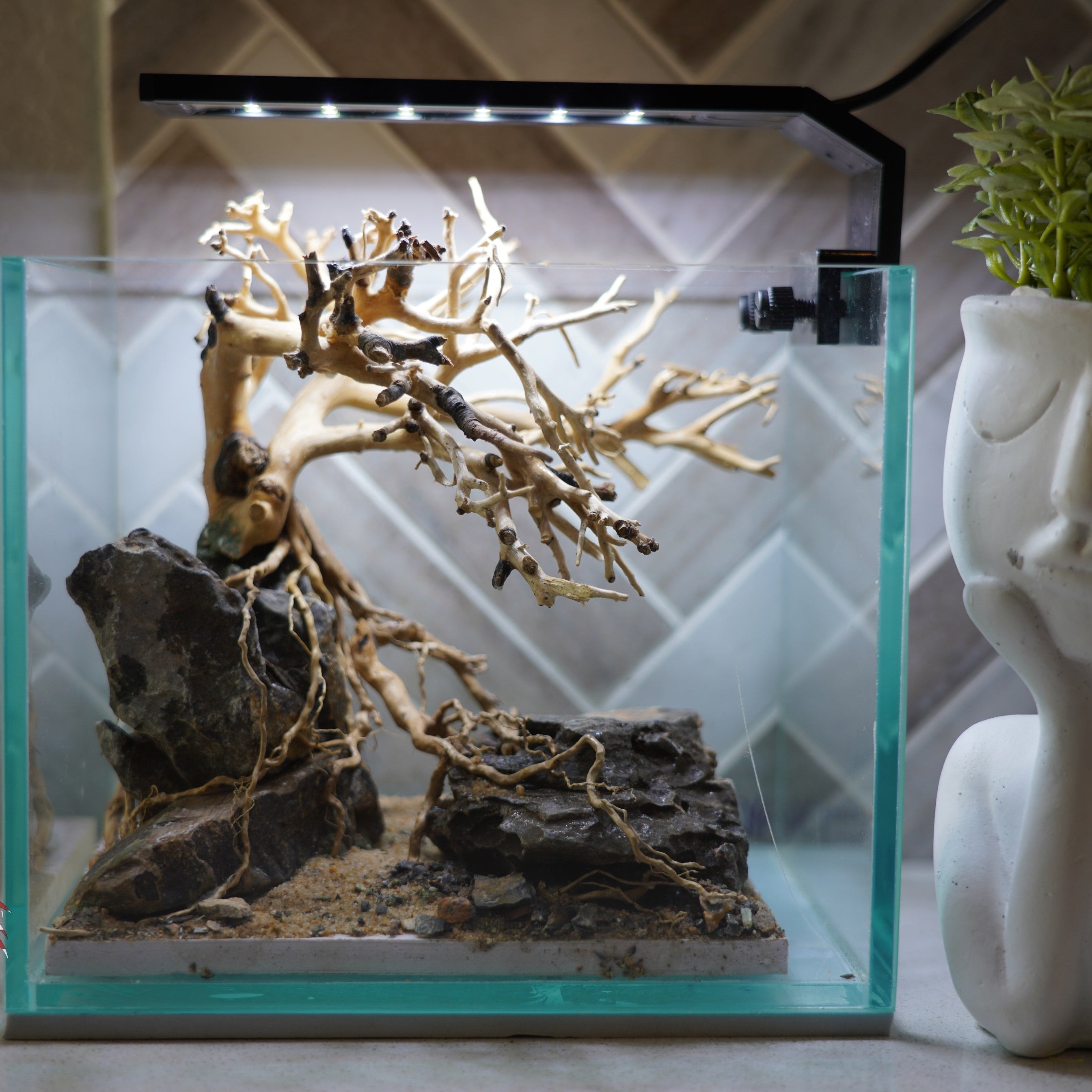 [SCAPE-24] Bonsai on Rock Aquascape Aquarium  – 1 Gallon
