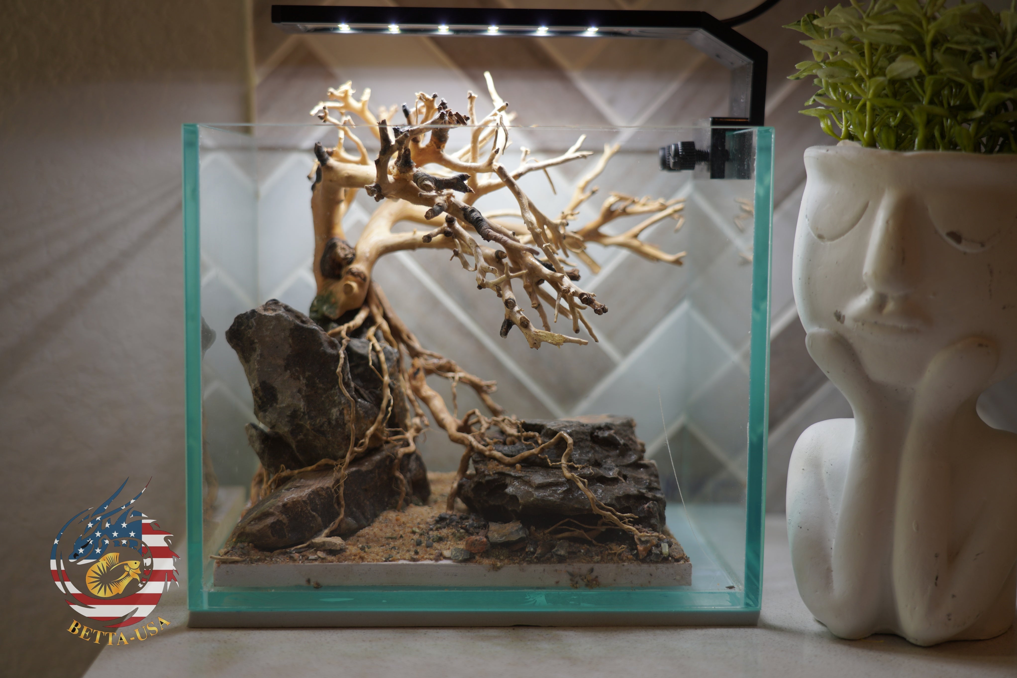 [SCAPE-24] Bonsai on Rock Aquascape Aquarium  – 1 Gallon