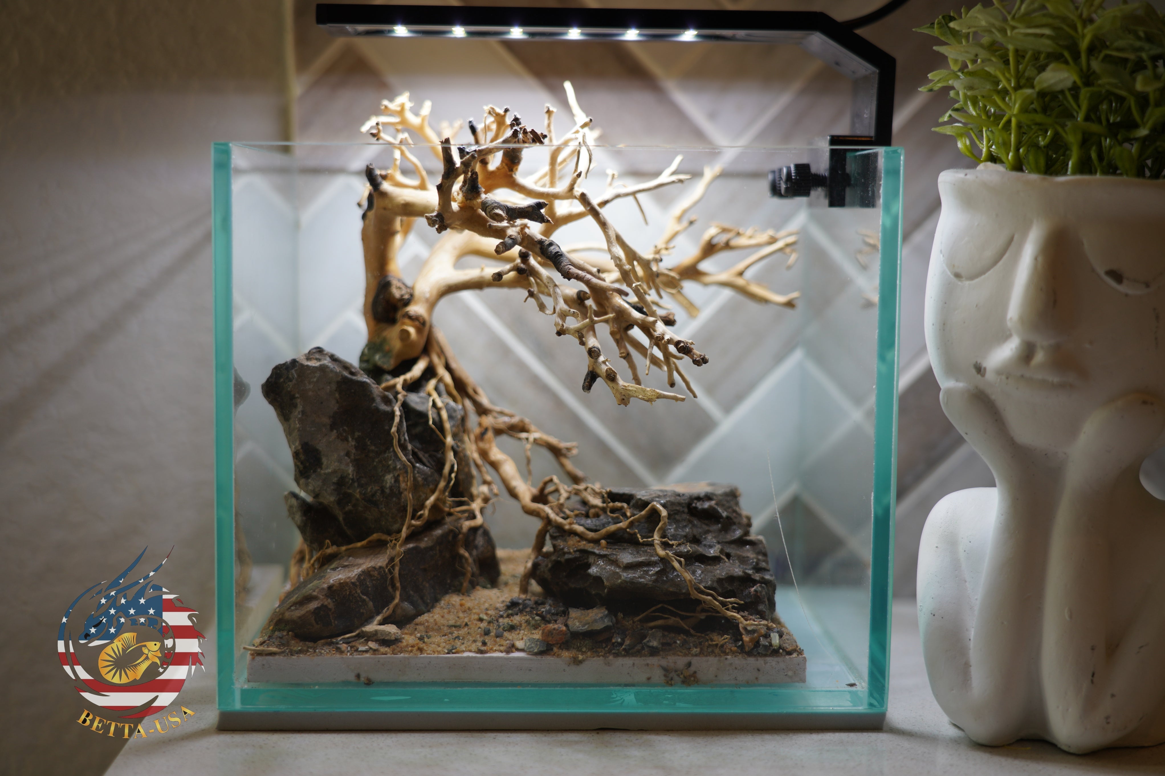 [SCAPE-24] Bonsai on Rock Aquascape Aquarium  – 1 Gallon