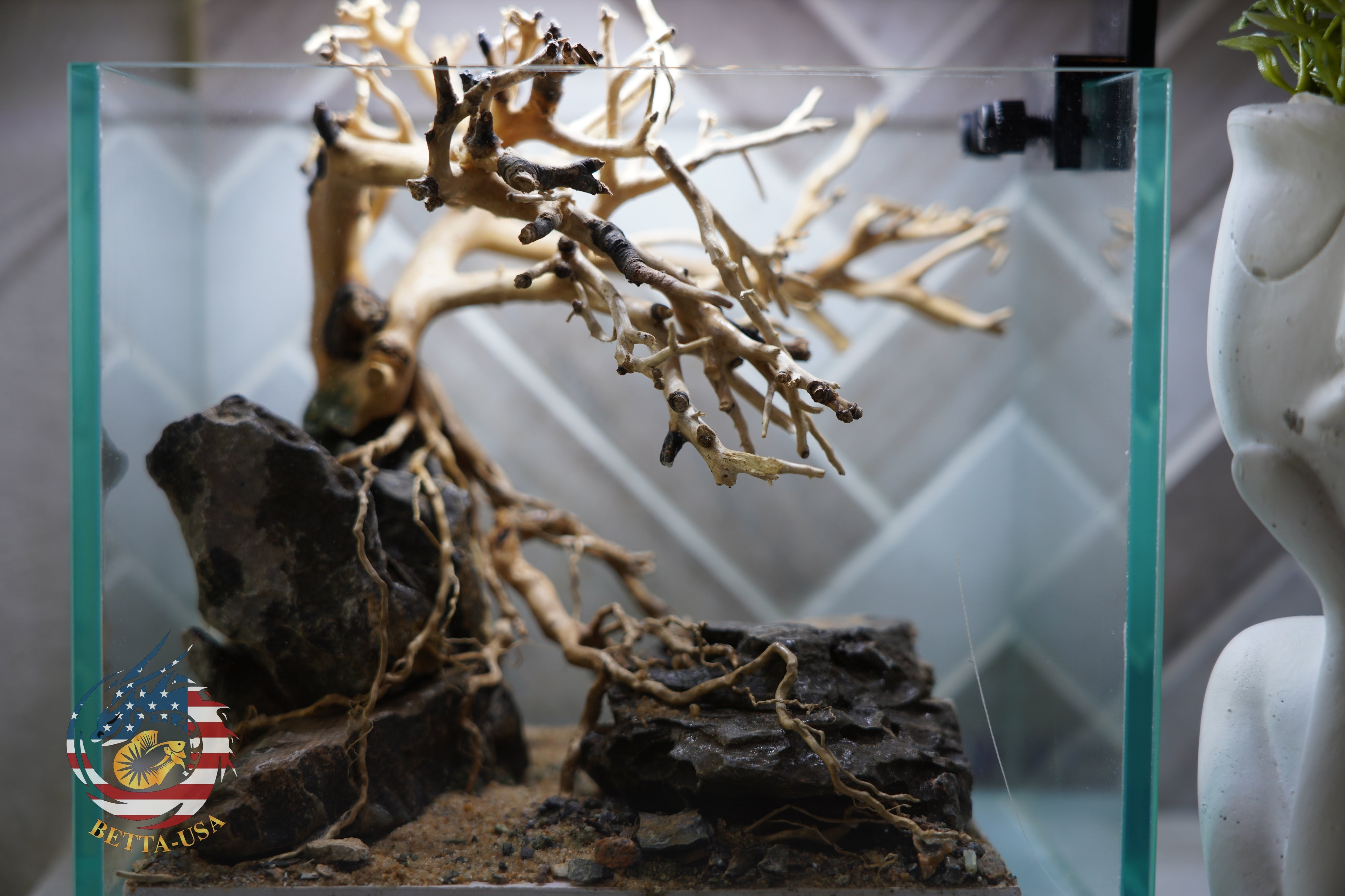 [SCAPE-24] Bonsai on Rock Aquascape Aquarium  – 1 Gallon