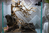 [SCAPE-24] Bonsai on Rock Aquascape Aquarium  – 1 Gallon