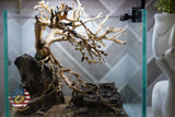 [SCAPE-24] Bonsai on Rock Aquascape Aquarium  – 1 Gallon