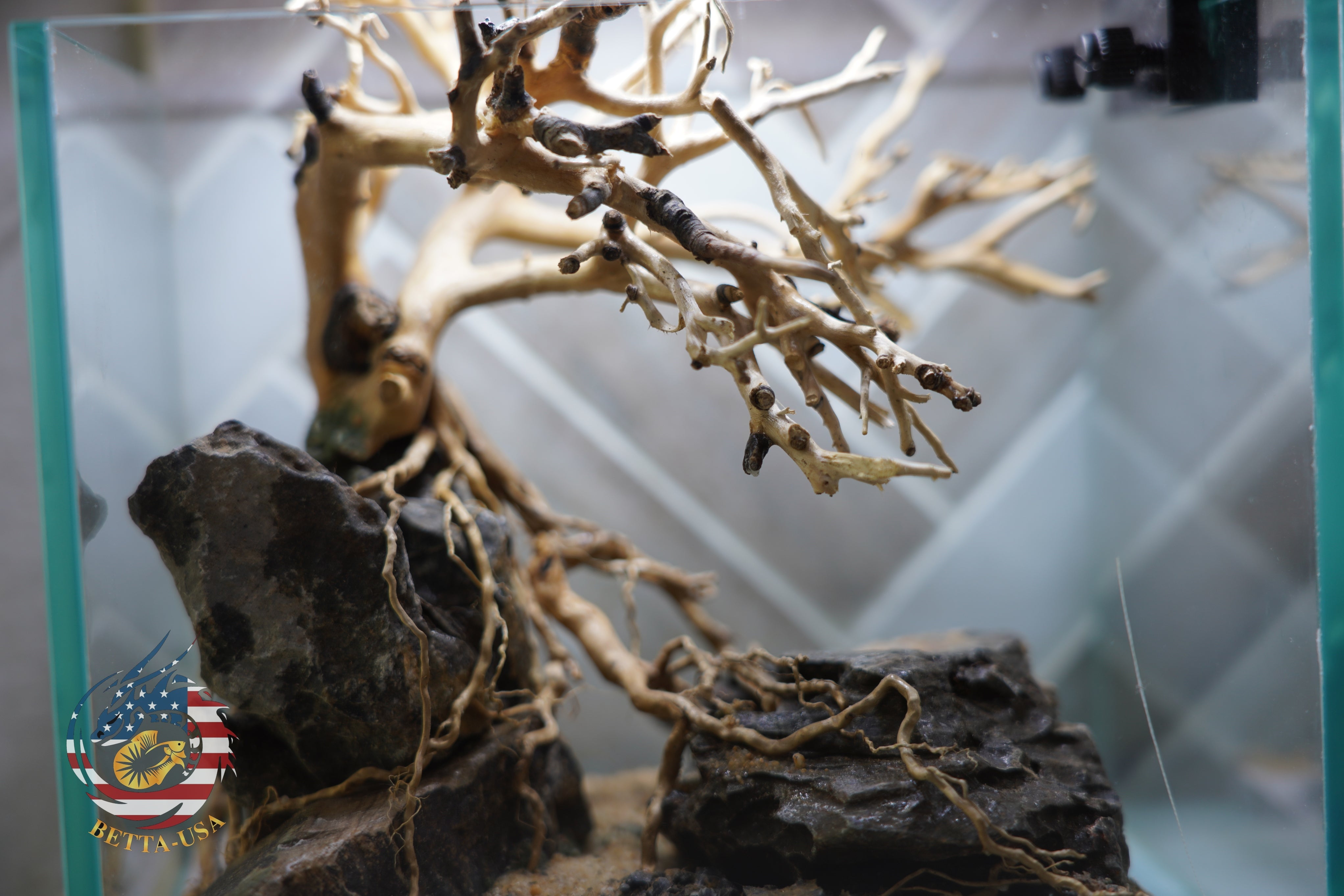 [SCAPE-24] Bonsai on Rock Aquascape Aquarium  – 1 Gallon