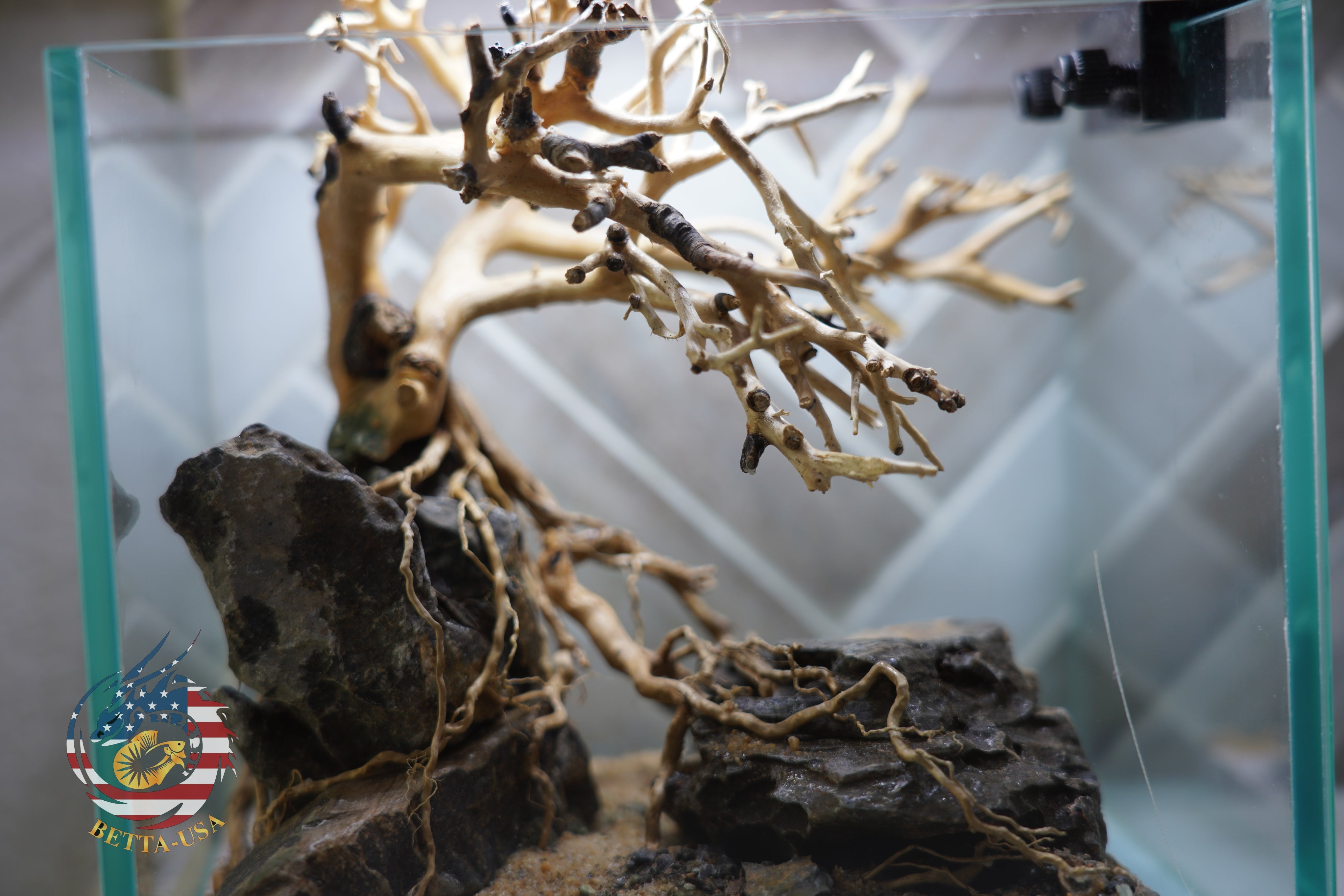 [SCAPE-24] Bonsai on Rock Aquascape Aquarium  – 1 Gallon