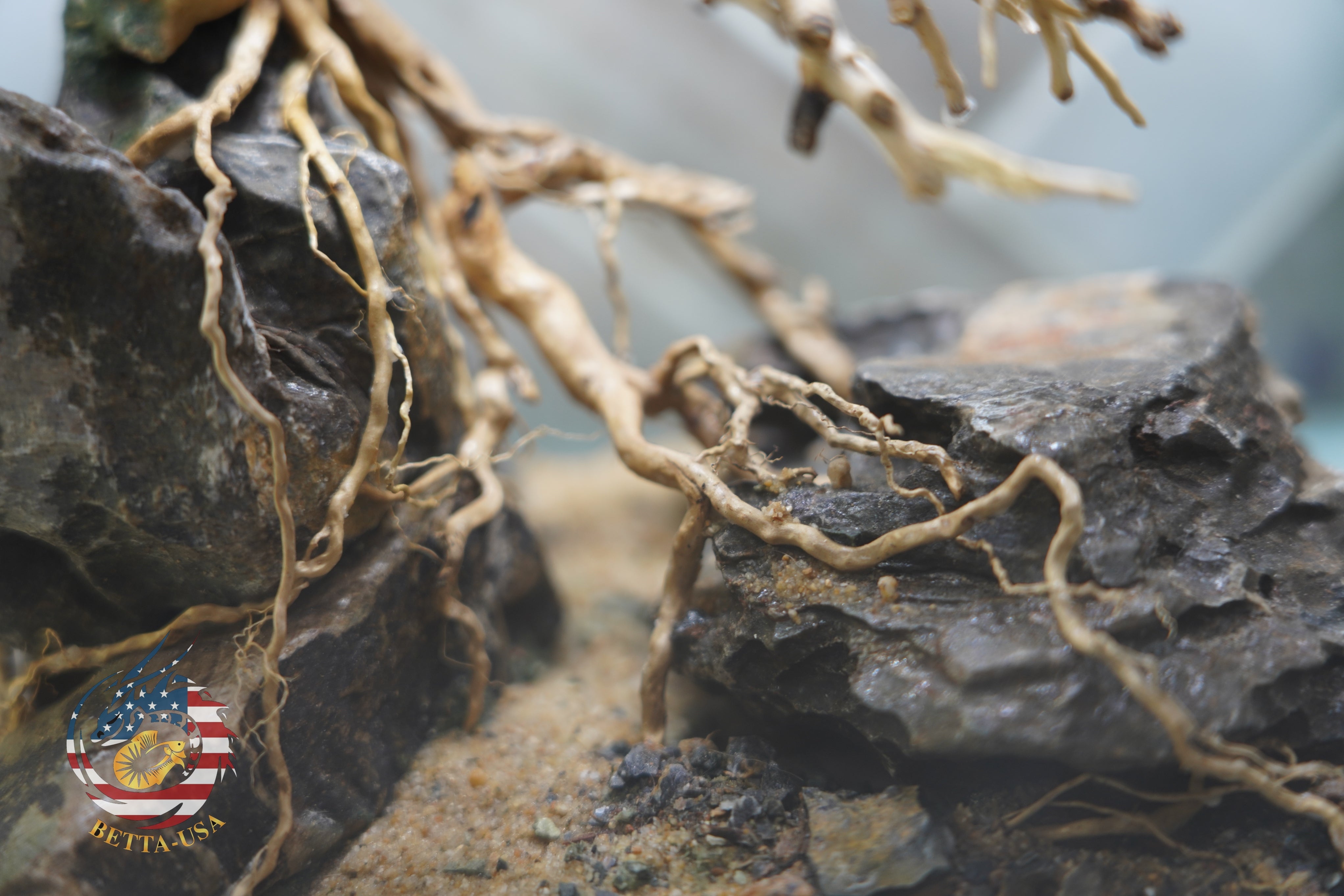 [SCAPE-24] Bonsai on Rock Aquascape Aquarium  – 1 Gallon