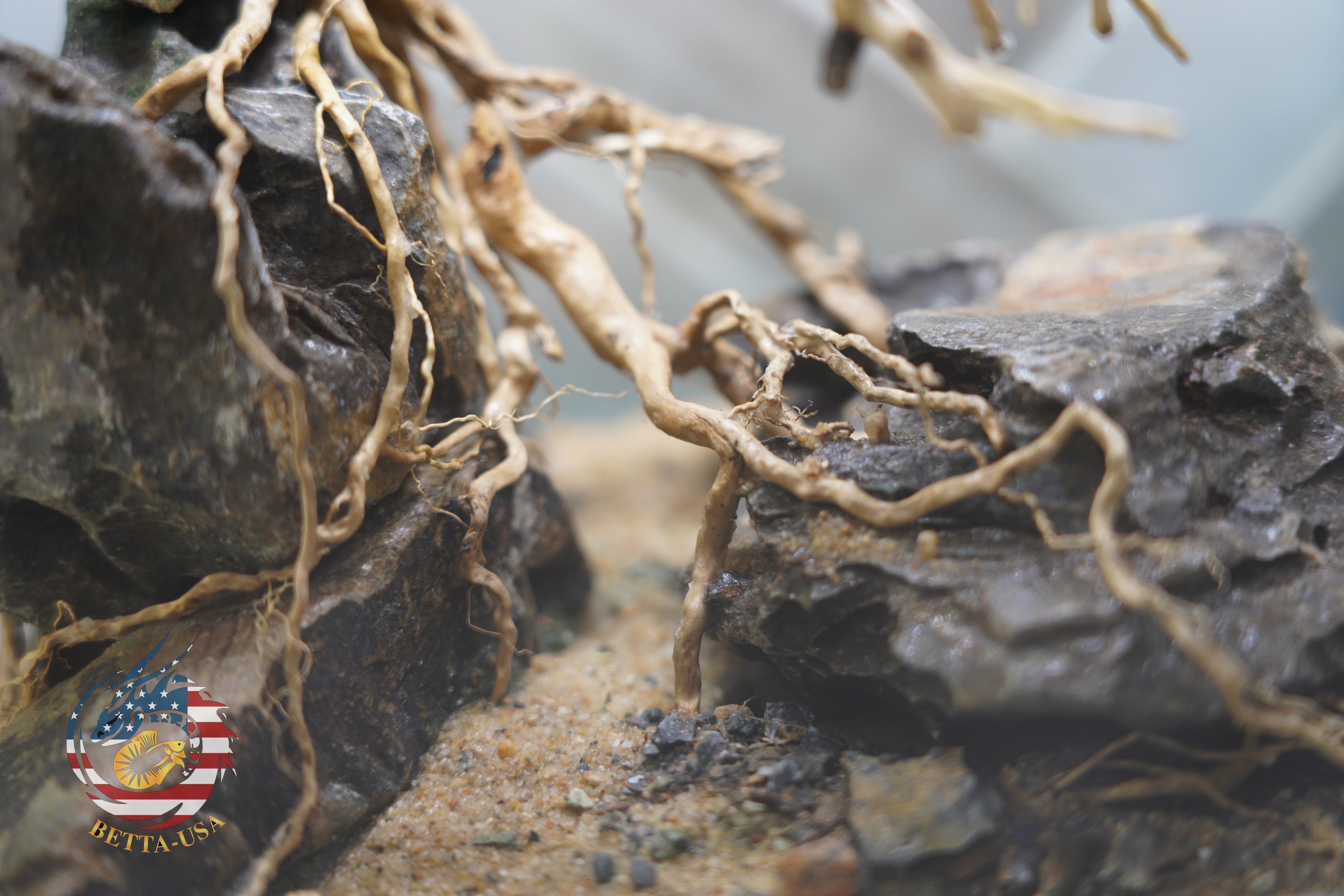 [SCAPE-24] Bonsai on Rock Aquascape Aquarium  – 1 Gallon