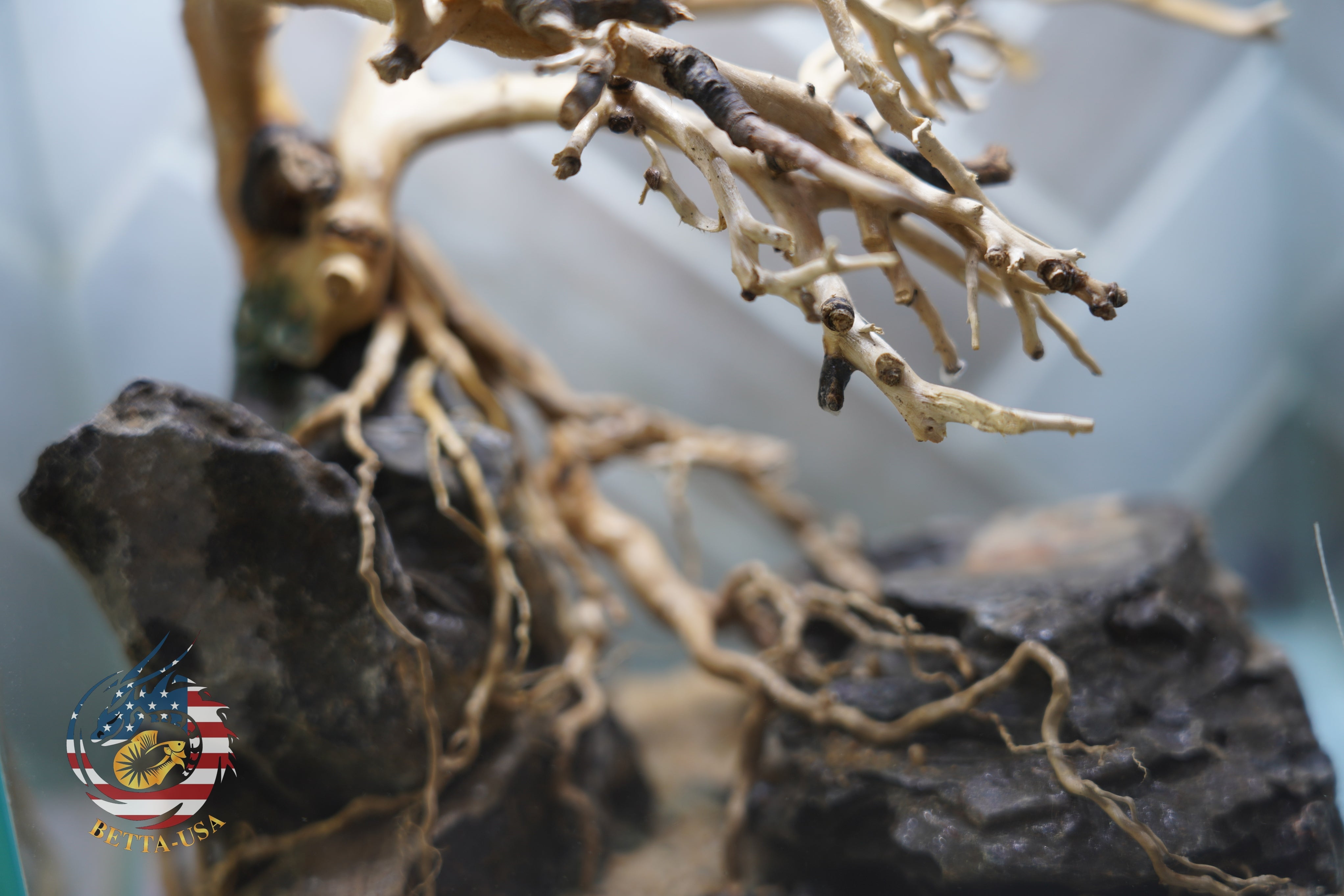 [SCAPE-24] Bonsai on Rock Aquascape Aquarium  – 1 Gallon