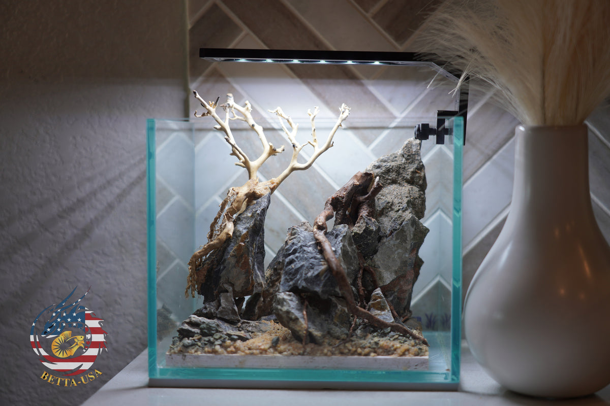 [SCAPE-33] Bonsai on Rock Aquascape Aquarium  – 1 Gallon