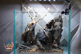 [SCAPE-33] Bonsai on Rock Aquascape Aquarium  – 1 Gallon
